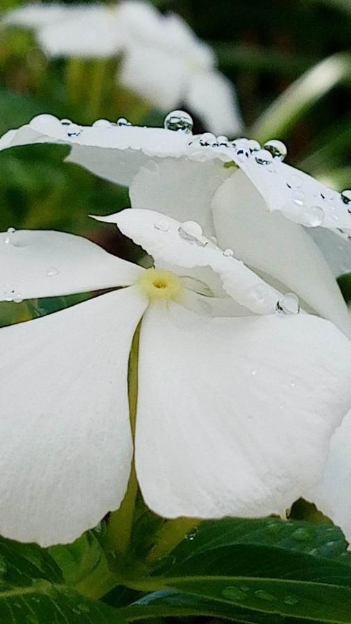 Ti Coin De Paradis Ylang Ylang Ле-Діаман Екстер'єр фото