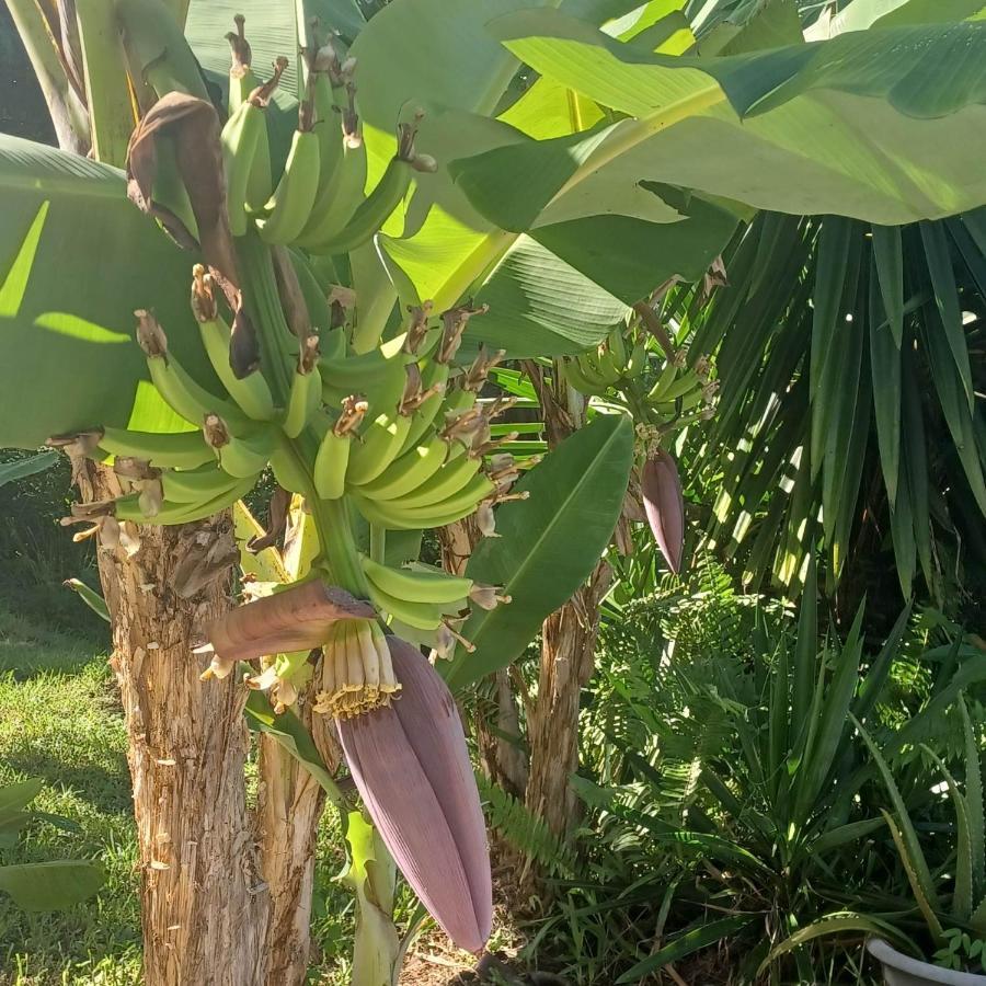 Вілла Ti Coin De Paradis Ylang Ylang Ле-Діаман Екстер'єр фото